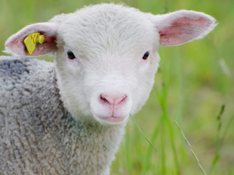 disparo-de-enfoque-selectivo-de-una-linda-oveja-blanca-de-pie-en-medio-de-una-tierra-cubierta-de-hierba